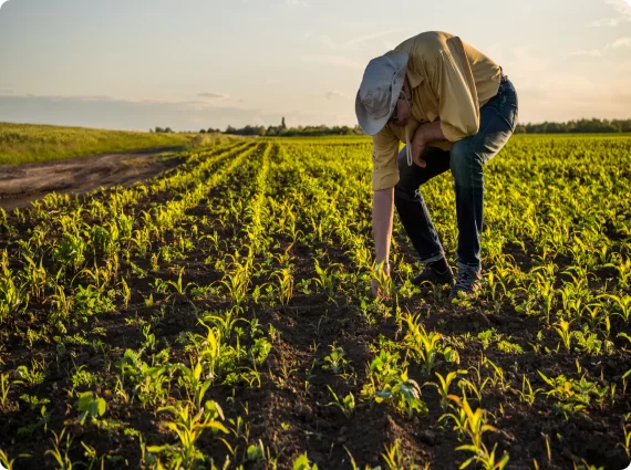 Custom Software Development/AI